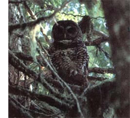 Spotted owls occupy a precarious perch in an old-growth forest war.